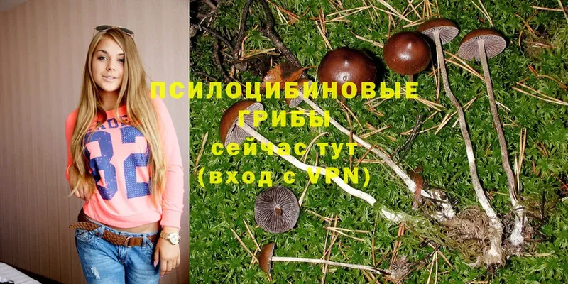 сколько стоит  Крымск  Псилоцибиновые грибы Psilocybe 